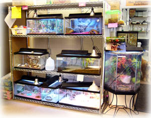 Salt Water Aquariums