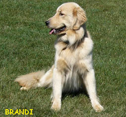 Brandi